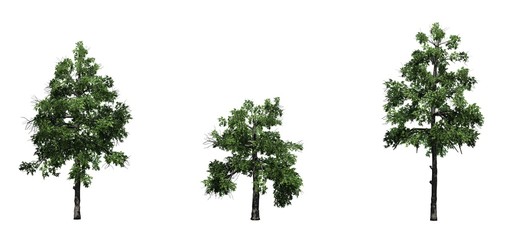 Set of Black Gum trees in the summer - isolated on white background