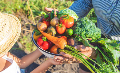 Child and grandmother in the garden with vegetables in their hands. Selective focus.