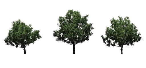 Set of Bradford Pear trees in the summer - isolated on white background