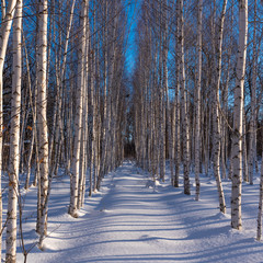 Beautiful winter landscape - birch grove in the snow in the winter morning in the long shadows of trees in the snow