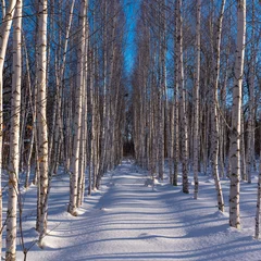 Peel and stick wall murals Beautiful winter landscape - birch grove in the snow in the winter morning in the long shadows of trees in the snow