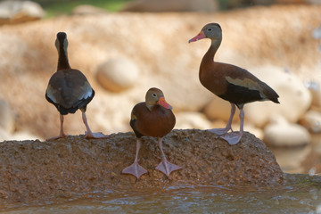 The black-bellied whistling-duck (Dendrocygna autumnalis), is a whistling duck that breeds from the...
