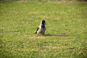 Young crow walks on green grass in the meadow