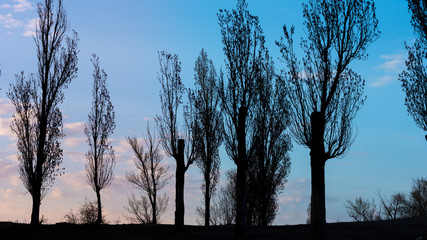 Silhouettes of trees at sunset against the sky with rare clouds