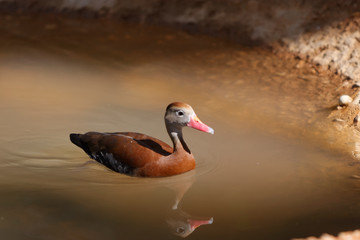 The black-bellied whistling-duck (Dendrocygna autumnalis), is a whistling duck that breeds from the southernmost United States and tropical Central to south-central South America.