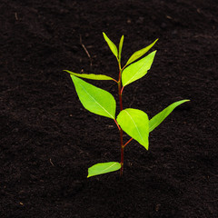 Sprout tree with green leaves growing on the fertile black soil close palnom
