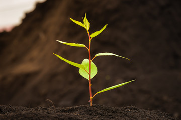 Sprout tree with green leaves growing on the fertile black soil close palnom