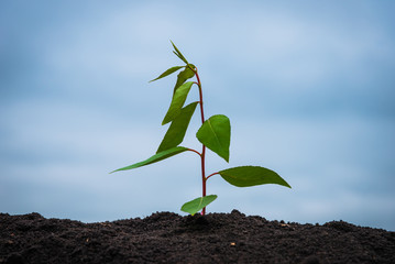 A sprout of a tree with green leaves grows on fertile black earth against the sky with clouds, close-up