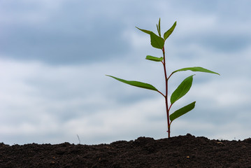 A sprout of a tree with green leaves grows on fertile black earth against the sky with clouds, close-up