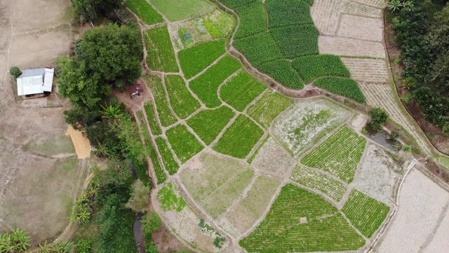 Green terrace rice field aerial view in Nan,Thailand. Rainy season. Shot from drone