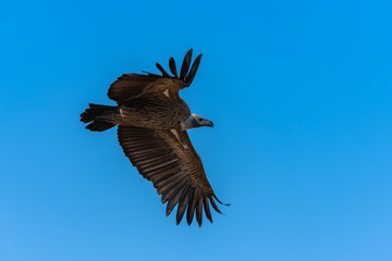 White-backed vulture, Gyps africanus, African bird flying in blue sky