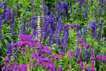 Obraz premium Lavendel