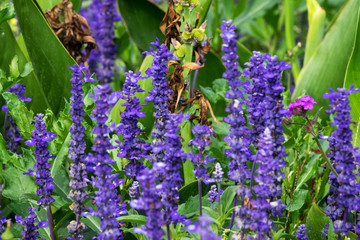 Obraz premium Lavendel