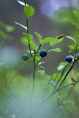 A bush of ripe blueberries in the summer. Gifts of the forest. Healthy natural products. Antioxidant. 