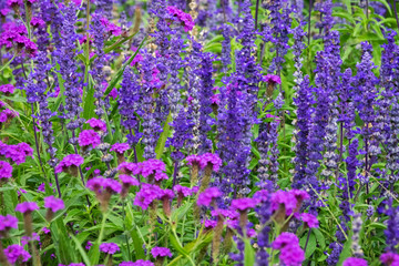 Obraz premium Lavendel