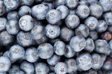 Fresh blueberry background. Texture blueberry berries close up.