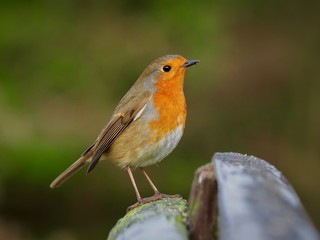 robin on a bench