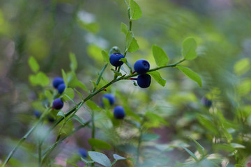 A bush of ripe blueberries in the summer. Gifts of the forest. Healthy natural products. Antioxidant. 