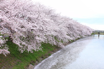 桜並木