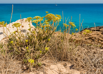  colorful pristine nature of the coast of Cyprus cape cavo greco with clear blue water and yellow rocks