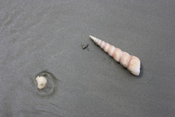 Natural Shell on Wet Sand Beach