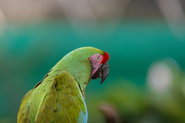 The red-lored amazon (Amazona autumnalis) is a species of amazon parrot, native to tropical regions of the Americas, from eastern Mexico south to Ecuador.