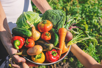 Child and father in the garden with vegetables in their hands. Selective focus.