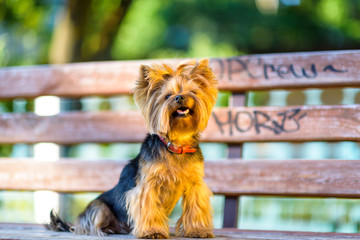 Yorkshire terrier on a wooden bench.