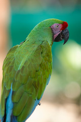 The red-lored amazon (Amazona autumnalis) is a species of amazon parrot, native to tropical regions of the Americas, from eastern Mexico south to Ecuador.
