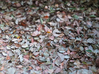 Fallen leaves on a street