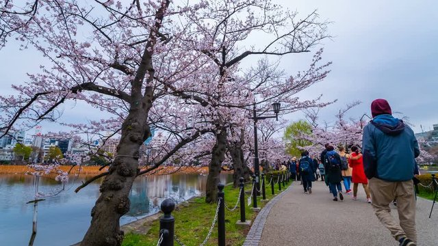 4k Time lapse of Cherry blossom festival at Ueno Park. Ueno Park is one of the best place to enjoy it