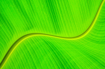 Closeup nature view of Abstract Green leaf in garden at summer under sunlight. Natural green plants landscape using as a background or wallpaper.