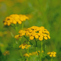 Blühender Rainfarn, Tanacetum vulgare