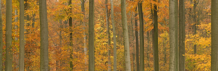 Panoramic image of a beech tree forest in autumn