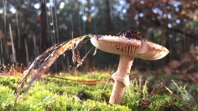 Amanita Phalloides fungus, poisonous subject in wild mountain close up on a rainy day Drops of water slowly fall from the mushroom cap, the video is slowed 4 times
