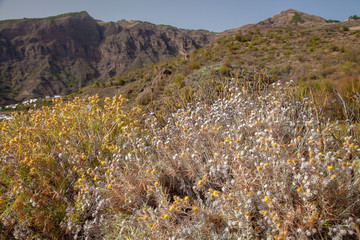 Flora of Gran Canaria - flowering Carlina