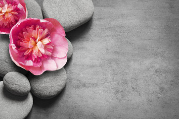 Flat lay composition with spa stones, pion pink flower on grey background.