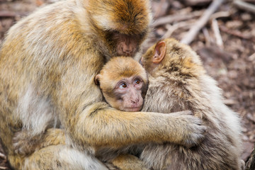 Naklejka premium Barbary macaque (Macaca sylvanus) family with young