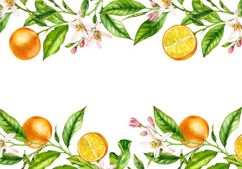 Orange fruit branch Horizontal frame with flowers. Realistic botanical watercolor illustration: citrus tree isolated on white hand drawn arrangement for text label - obrazy, fototapety, plakaty