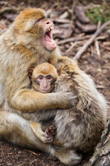 Barbary macaque (Macaca sylvanus) family with young