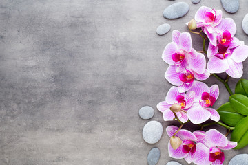 Beauty orchid on a gray background. Spa scene.