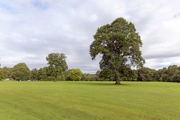 Tall trees in parkland