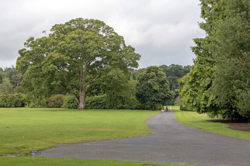 Dog walkers walking between trees in country park