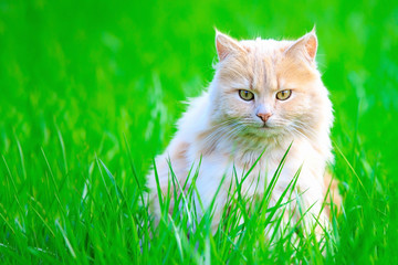 Naklejka na ściany i meble Ginger adult domestic cat sitting in grass and looking to camera