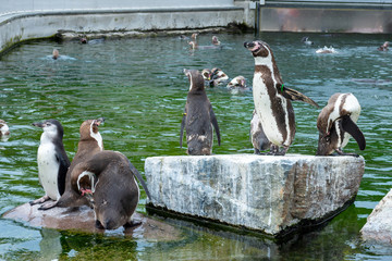 Many beautiful penguins on the shore of a pond .. Animal Copenhagen Zoo.