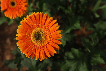 Gerbera flower