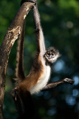 Spider monkeys are New World monkeys belonging to the genus Ateles, you're disproportionately long limbs and long prehensile tails make them one of the largest America monkey.