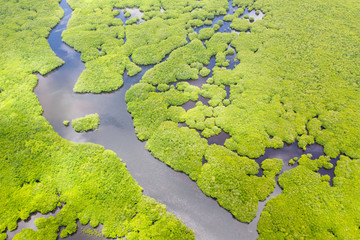 Mangroves, top view. Mangrove forest and winding rivers. Tropical background. The nature of the Philippines.