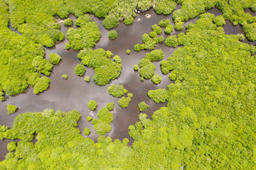 Tropical forest with mangrove trees, the view from the top. Mangroves and rivers. Tropical landscape in a deserted area.