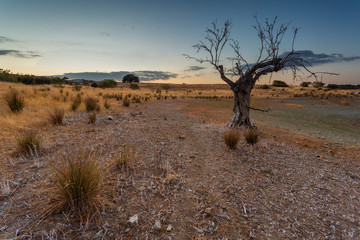 Landscape with a dead tree in Alentejo, Portugal